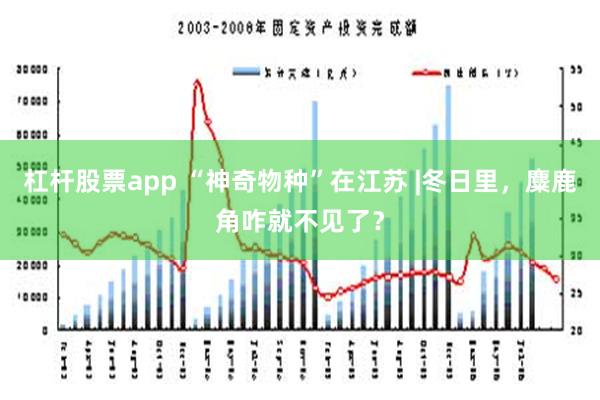 杠杆股票app “神奇物种”在江苏 |冬日里，麋鹿角咋就不见了？